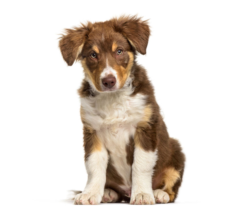 Dog Behavior Modification Services in Jacksonville and Tampa, FL