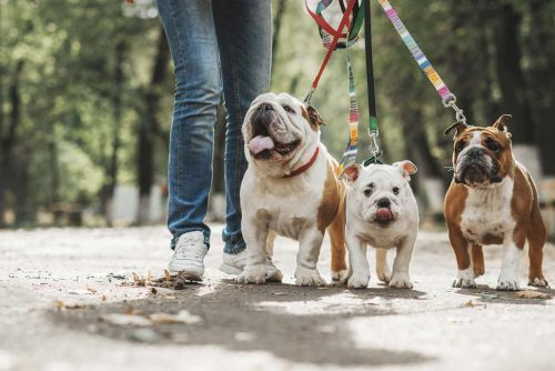 three bulldogs on leash with their owner