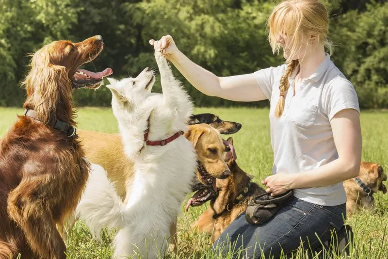 Dog trainer training pomeranian