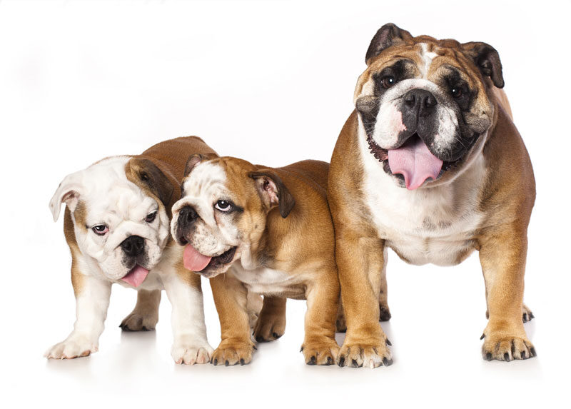 Dog Boarding Jacksonville FL Unleash Fido